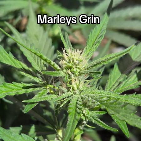 Marleys Grin - Illuminauto #51