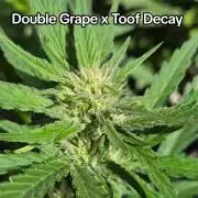 Double Grape x Toof Decay - TESTER