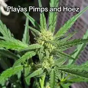 Playas, Pimps, and Hoez- Limited Release