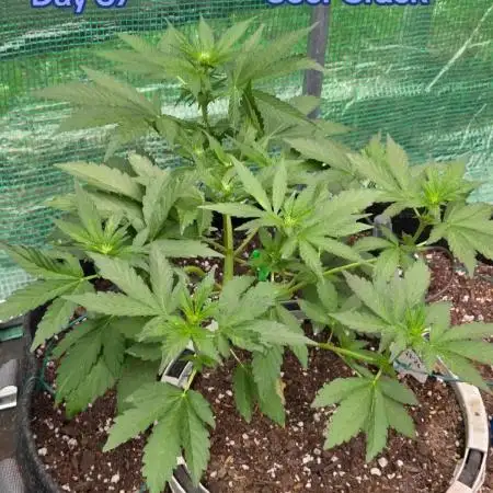 Sour Crack