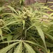 White Widow Auto con entrenamiento (LST)
