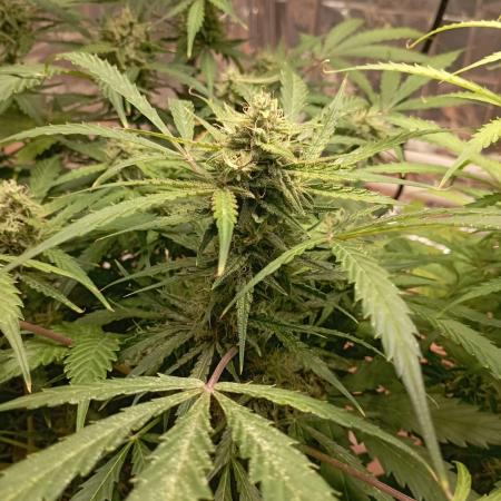 White Widow Auto con entrenamiento (LST)