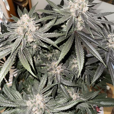 Tiki Madman Apples n Bananas BX