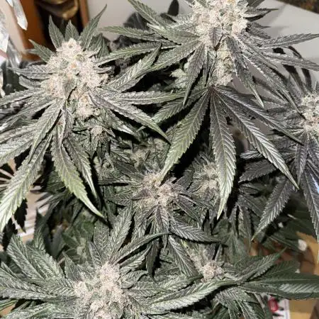 Tiki Madman Apples n Bananas BX