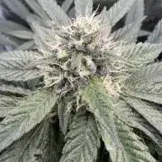 Tiki Madman Apples n Bananas BX