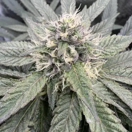 Tiki Madman Apples n Bananas BX