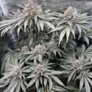 Tiki Madman Apples n Bananas BX