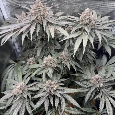 Tiki Madman Apples n Bananas BX