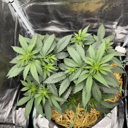 Tiki Madman Apples n Bananas BX