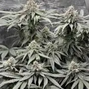 Tiki Madman Apples n Bananas BX