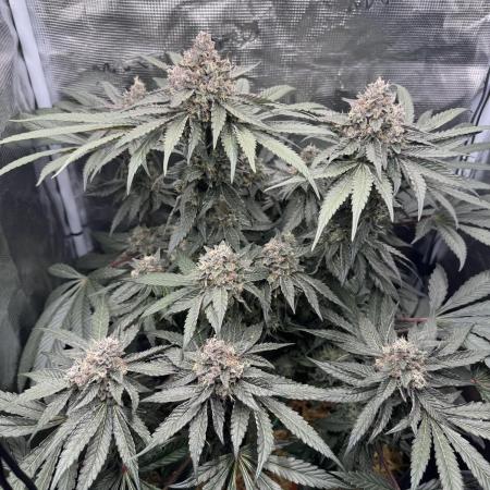 Tiki Madman Apples n Bananas BX