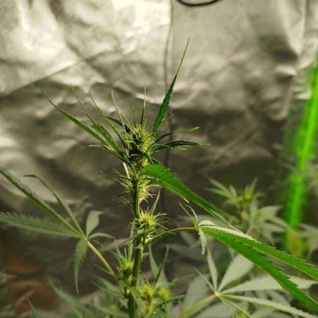 EnteKR first Time Grow Automatic