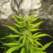 EnteKR first Time Grow Automatic