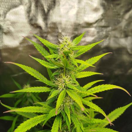 EnteKR first Time Grow Automatic