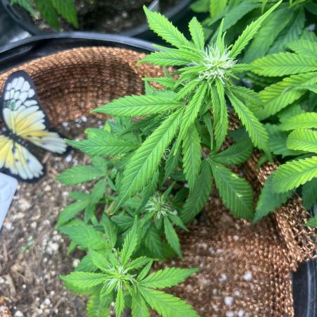 Sticky Broccoli auto flower (very first)