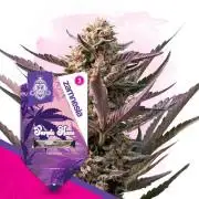 Purple Haze Fem