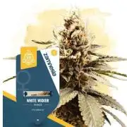 White Widow