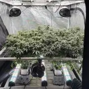 Sin city seeds assorted 4 by 4 grow