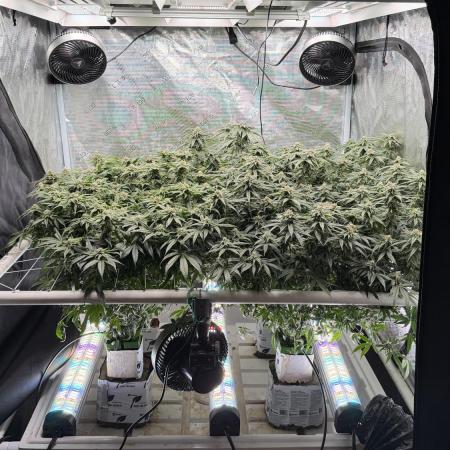 Sin city seeds assorted 4 by 4 grow