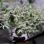 Afghani #1
