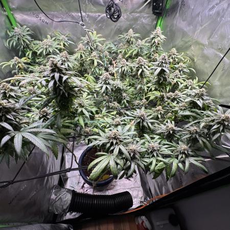 Afghani #1
