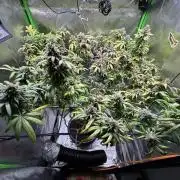 Afghani #1
