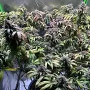Afghani #1