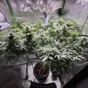 Afghani #1