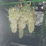 first try
