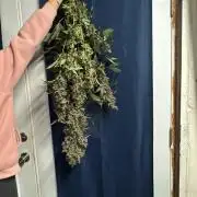Purple Thai