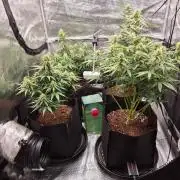 Milkyway F1 + Critical Automatic