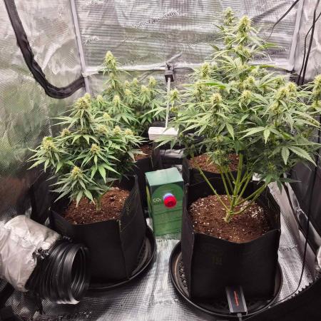 Milkyway F1 + Critical Automatic