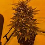 Zamnesia - Critical Automatic - Outdoor