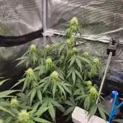Milkyway F1 + Critical Automatic