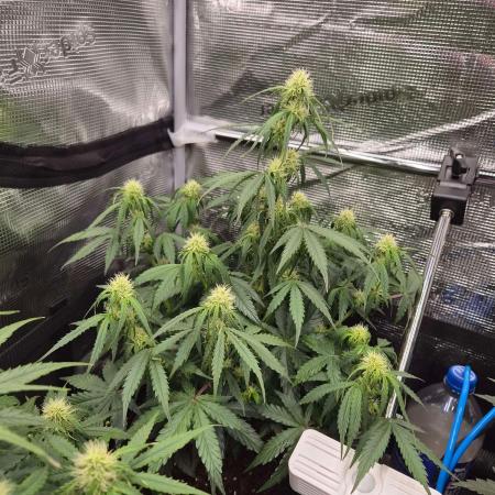 Milkyway F1 + Critical Automatic