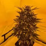Zamnesia - Critical Automatic - Outdoor