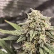 Zamnesia's Critical Automatic