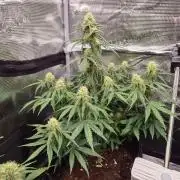Milky Way F1 Automatic by RQS