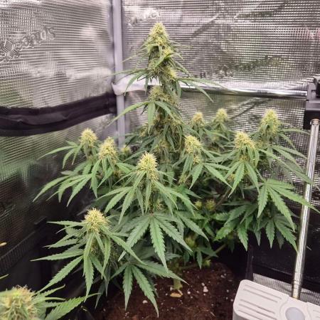 Milky Way F1 Automatic by RQS