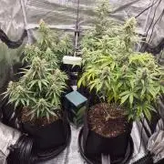 Milkyway F1 + Critical Automatic