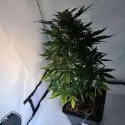 Zamnesia - Critical Automatic - Outdoor