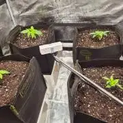 Milkyway F1 + Critical Automatic