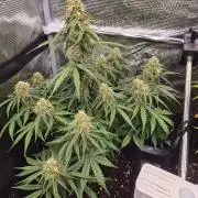Milky Way F1 Automatic by RQS