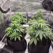 Zamnesia's Critical Automatic