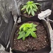 Milkyway F1 + Critical Automatic