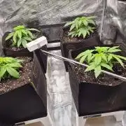 Milkyway F1 + Critical Automatic