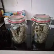 Zamnesia - Critical Automatic - Outdoor