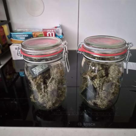 Zamnesia - Critical Automatic - Outdoor