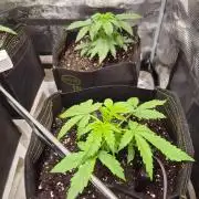 Zamnesia's Critical Automatic