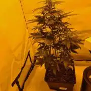 Zamnesia - Critical Automatic - Outdoor